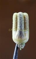  Scizocarpic fruit